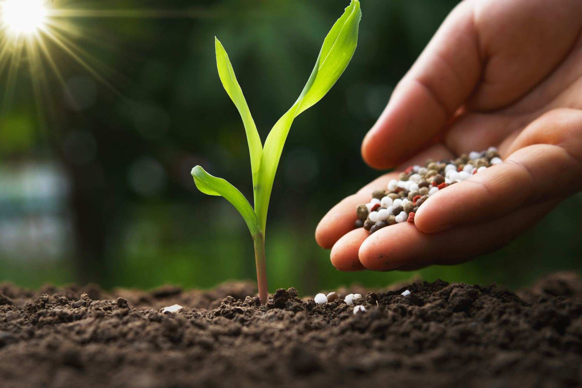 Fertilizantes para cultivos