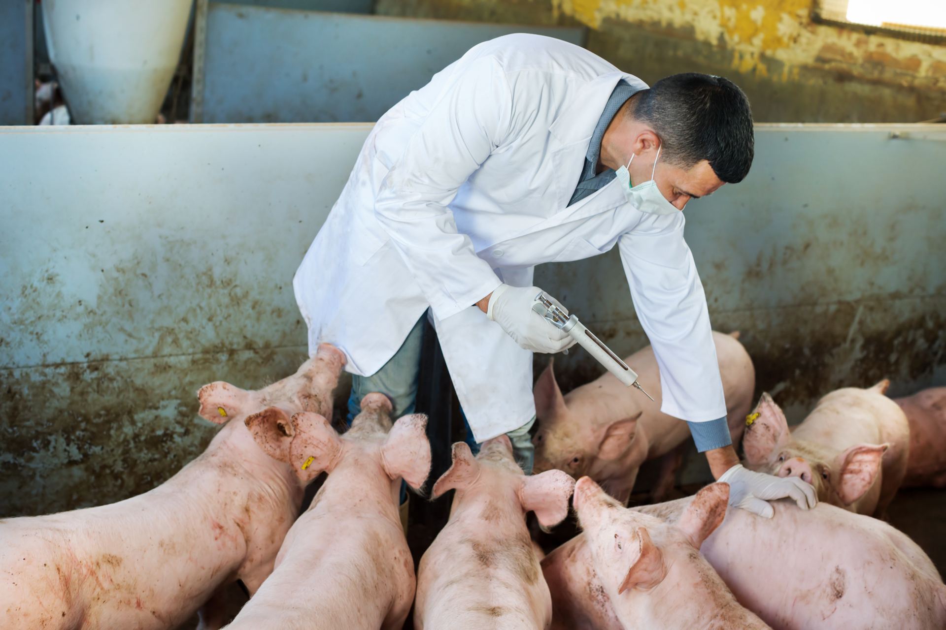 Medicamentos veterinarios para ganado